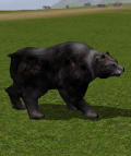 Black Bear.png