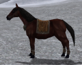 Beginner Horse Black.png